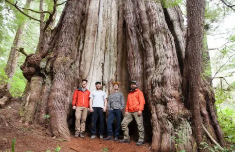Top 10 Biggest Trees in the World 2021