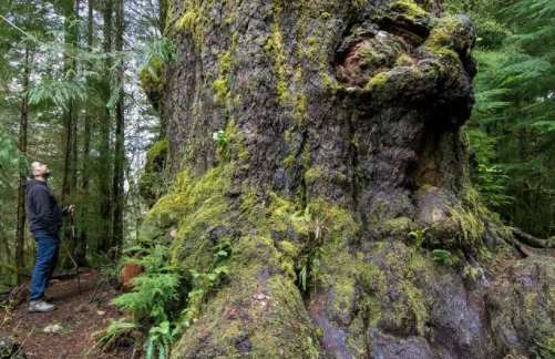 Top 10 Biggest Trees in the World 2021