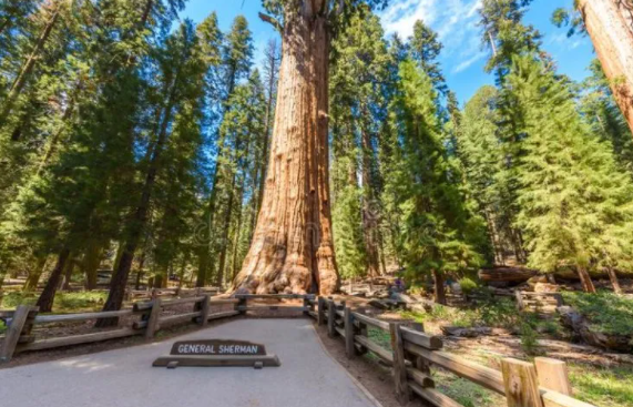 Top 10 Biggest Trees in the World 2021
