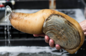 Gross Foods: Top 20 Most Disgusting Foods in the World