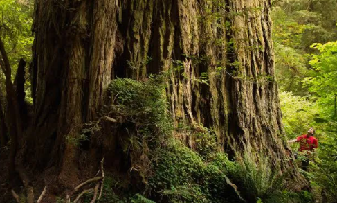 Top 10 Biggest Trees in the World 2021
