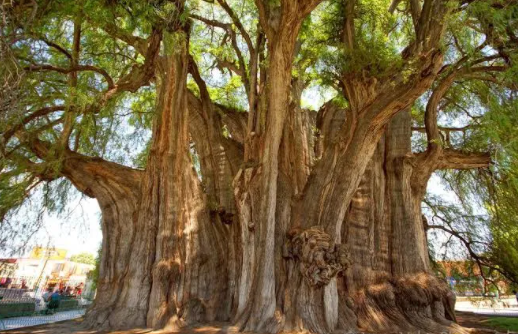 Top 10 Biggest Trees in the World 2021