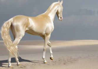 Best Horse Breeds in the World