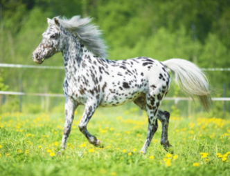 Best Horse Breeds in the World 2021