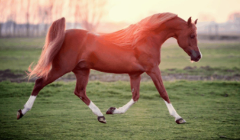 Best Horse Breeds in the World 2021
