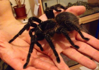 largest spiders in the world 2021