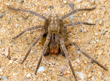 Top 10 Biggest Spiders in the World 2021