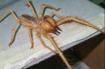 Top 10 Biggest Spiders in the World 2021