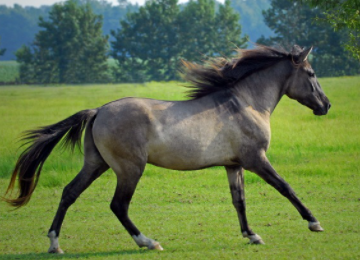 Top 10 Fastest Horse Breeds in the World (2021)
