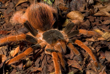 Top 10 Biggest Spiders in the World 2021