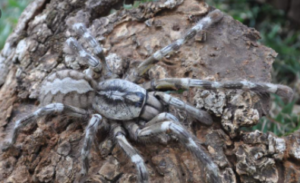 Top 10 Biggest Spiders in the World 2021