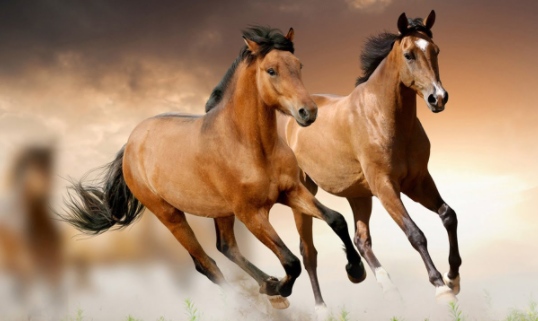 Top 10 Fastest Horse Breeds in the World (2021)