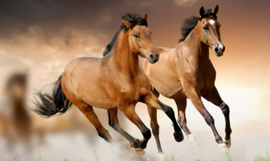 Top 10 Fastest Horse Breeds In The World 2021 Webbspy