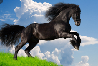 Best Horse Breeds in the World