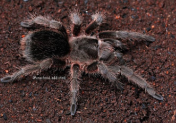 Top 10 Biggest Spiders in the World 2021