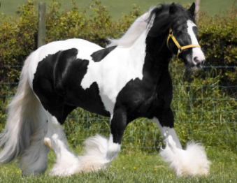 Top 10 Fastest Horse Breeds in the World (2021)