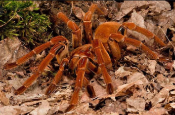 Top 10 Biggest Spiders in the World 2021