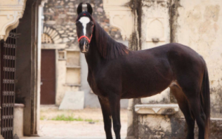 Top 10 Fastest Horse Breeds in the World (2021)