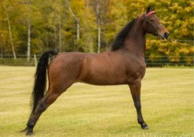 Top 10 Fastest Horse Breeds in the World (2021)