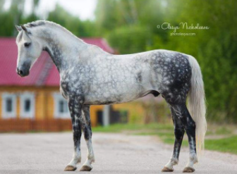 Top 10 Fastest Horse Breeds in the World (2021)