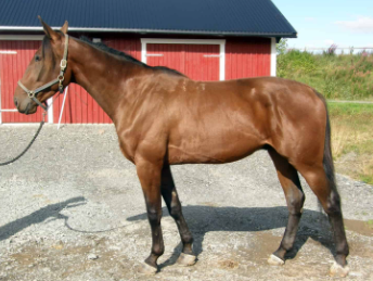 Best Horse Breeds in the World 2021