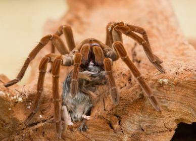 largest spiders in the world 2021