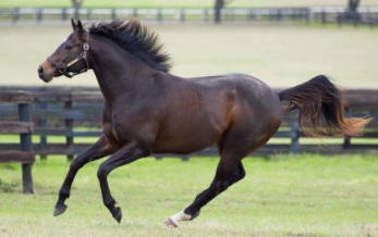 Best Horse Breeds in the World 2021