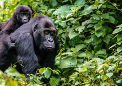 Top 10 Best Vacation Spots in Africa 2021