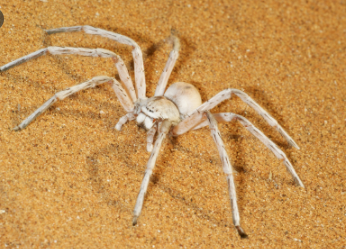 Top 10 Biggest Spiders in the World 2021