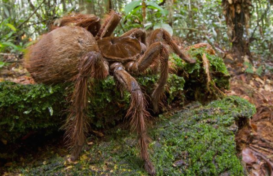 Top 10 Biggest Spiders in the World 2021