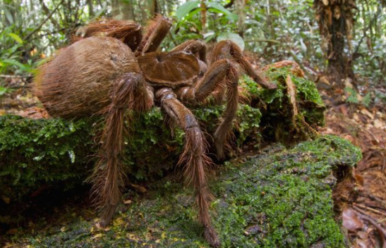 Top 10 Biggest Spiders In The World 2022 Webbspy