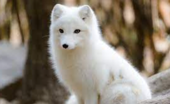 Cutest Animals in the World 2021