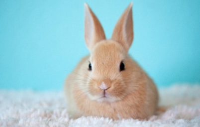 Cutest Animals in the World 2021