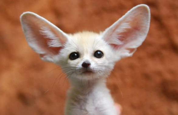 Top 10 Cutest Animals in the World 2021 (For Pets)