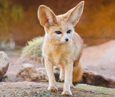 Cutest Animals in the World 2021