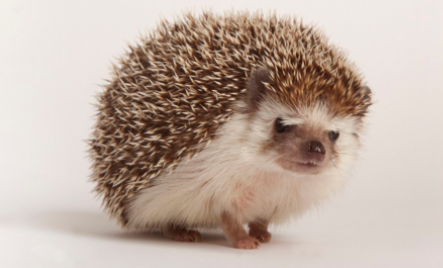 Top 10 Cutest Animals in the World 2021
