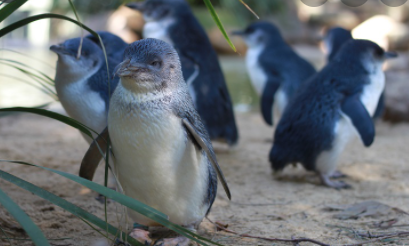 Cutest Animals in the World 2021