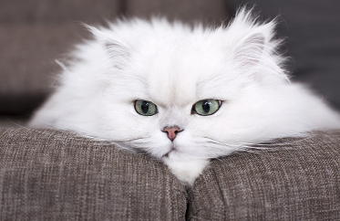 Cutest Animals for pets 2021