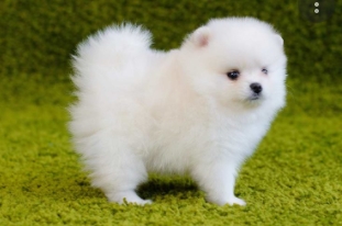 Cutest Animals in the World 2021