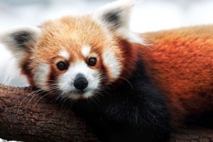 Cutest Animals in the World 2021