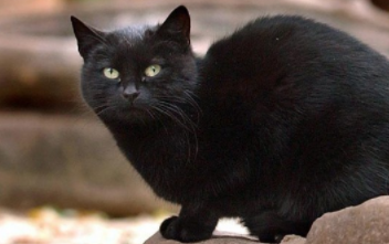 Richest Animals in the World 2021