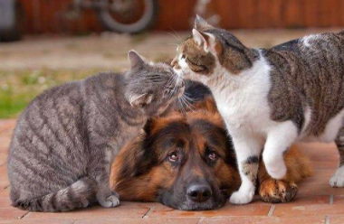 Richest Pet Animals in the World
