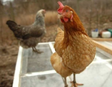Richest Animals in the World 2021