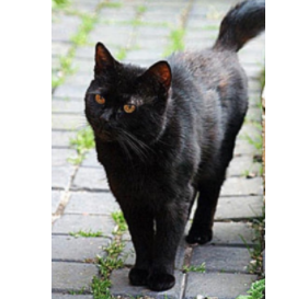 Richest Pet Animals in the World 2021