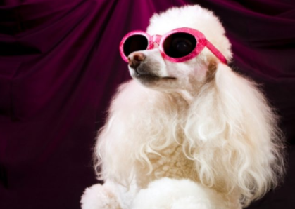 Richest Animals in the World 2021