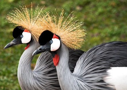 Most Beautifully Crowned Birds in the World
