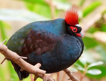 Most Beautifully Crowned Birds in the World