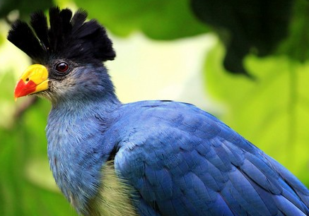 Top 10 Most Beautifully Crowned Birds in the World