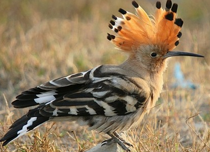 Most Beautifully Crowned Birds in the World