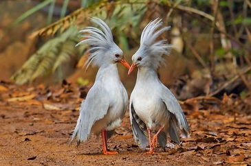Most Beautifully Crowned Birds in the World